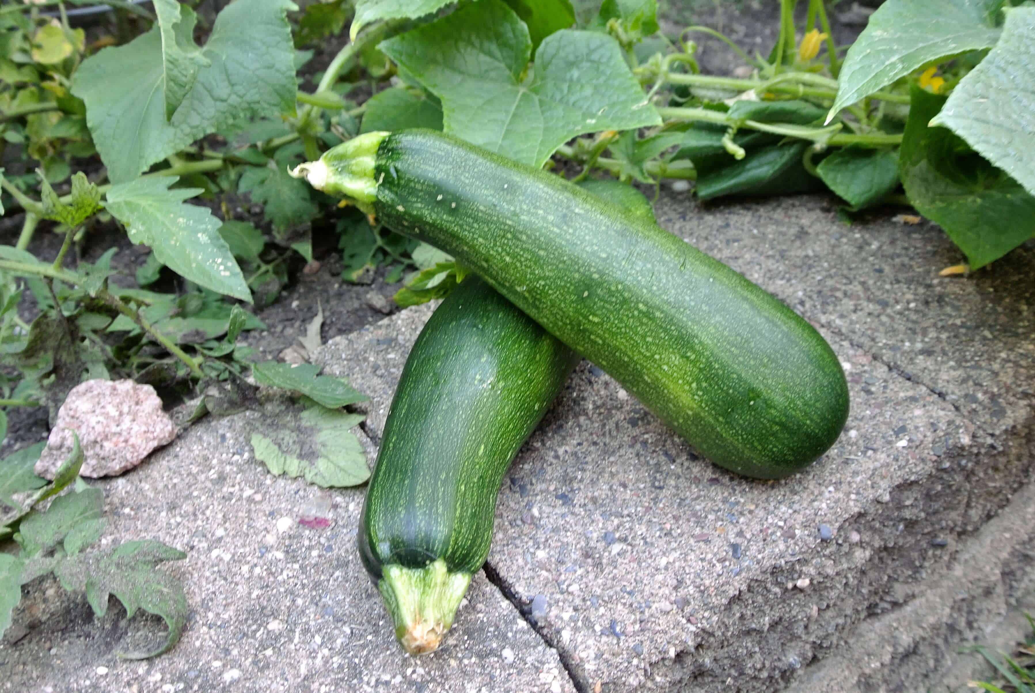 Zucchini Bread Picnic Life Foodie