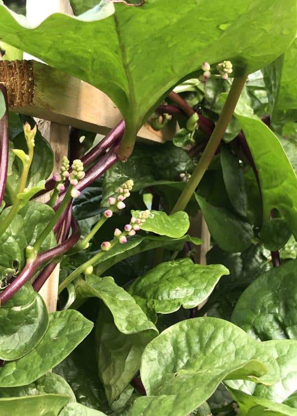 Red Malabar Spinach Leaves, Vines and Flowers