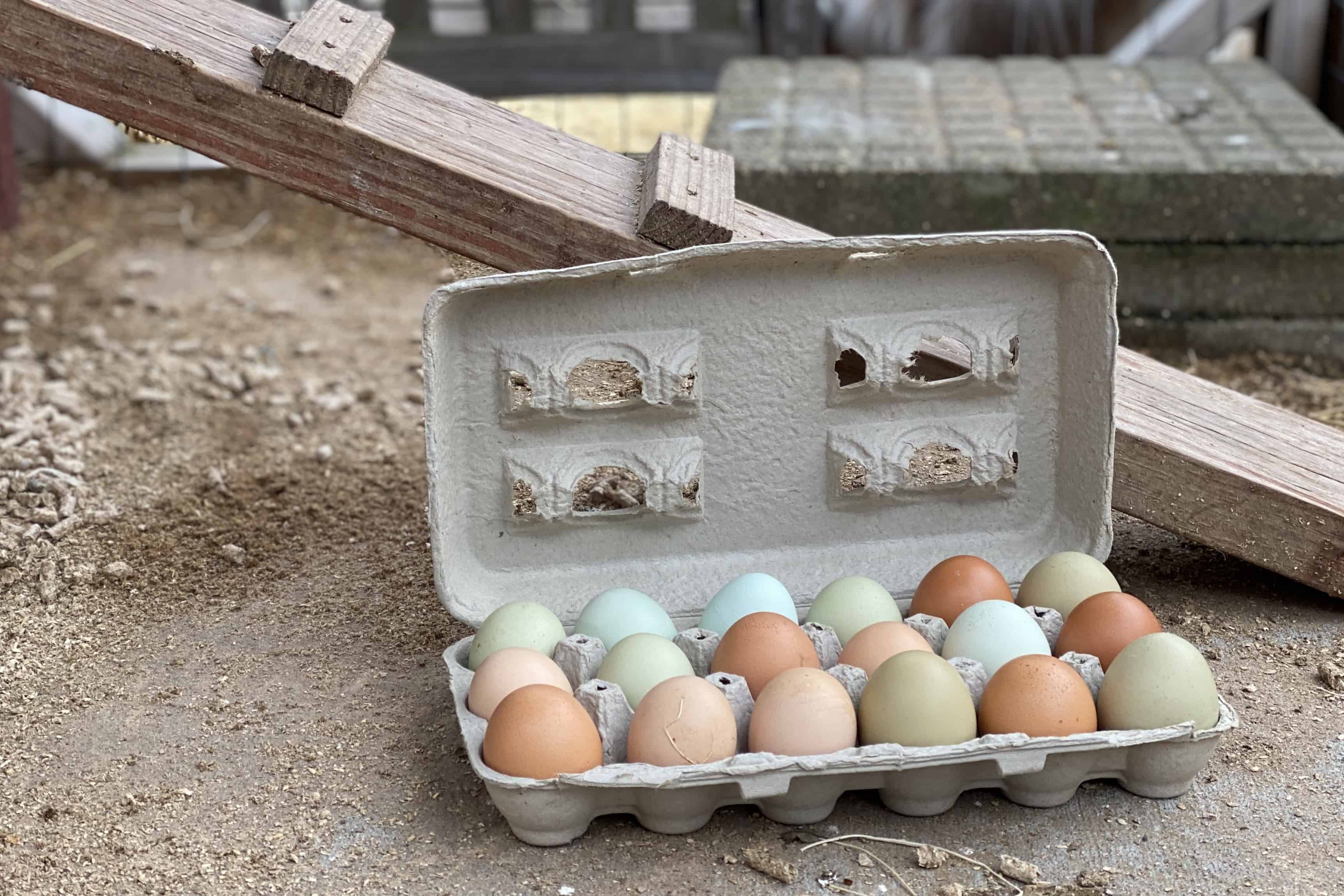 Eggs: One Dozen Incredible Ideas